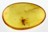 Two Detailed Fossil Dance Flies (Hybotidae) In Baltic Amber #292432-1